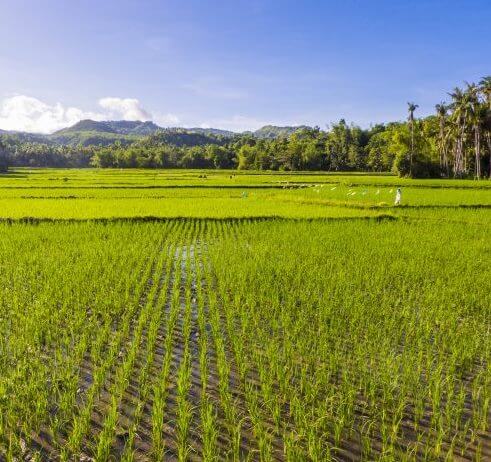Rice crop: A vital cog in ensuring food security